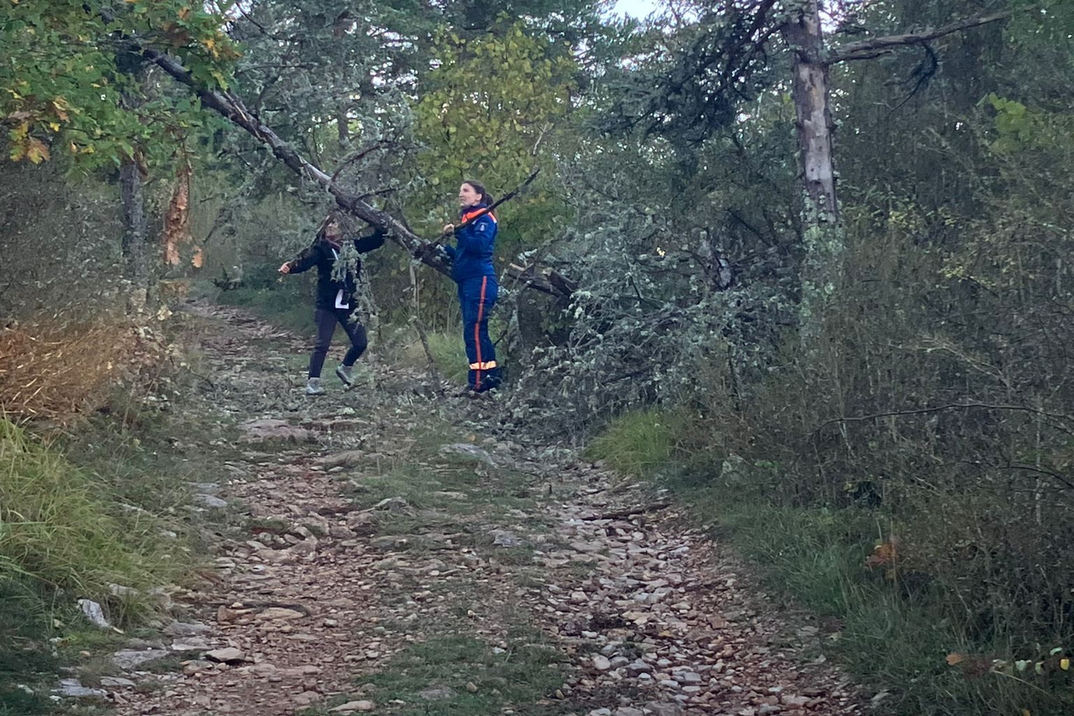 bénévole en forêt